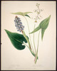 Original title:  Wild Flowers of Nova Scotia and New Brunswick - Pickerel Weed and Common Arrowhead. 