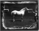 Original title:  Photograph George Lane's percheron stallion on Namaka farm, near Strathmore, AB, about 1920 Wm. Notman & Son About 1920, 20th century Silver salts on glass - Gelatin dry plate process 20 x 25 cm Purchase from Associated Screen News Ltd. VIEW-8507 © McCord Museum Keywords:  farming (278) , Industry (942) , Photograph (77678)